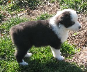 Sweetie × Bandit litter