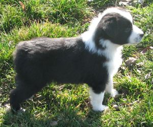 Sweetie × Bandit litter