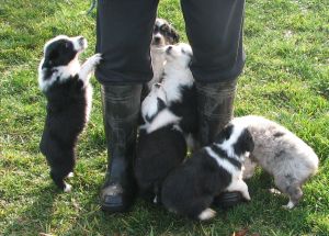 Sweetie × Bandit litter