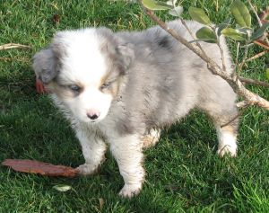 Sweetie × Bandit litter