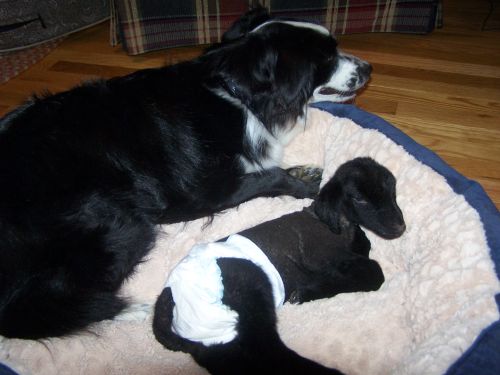 Sweetie × Bandit litter