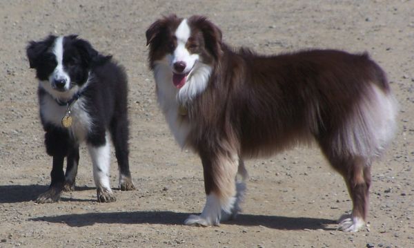 Sweetie × Bandit litter