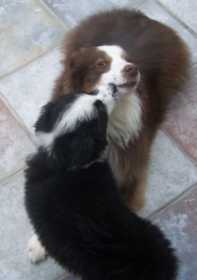 Sweetie × Bandit litter