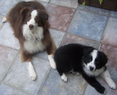Sweetie × Bandit litter