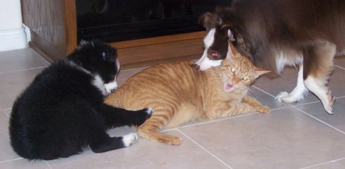 Sweetie × Bandit litter