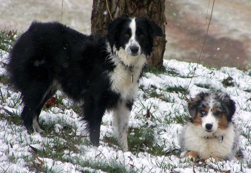 Sweetie × Bandit litter