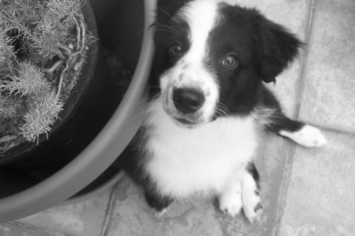 Sweetie × Bandit litter