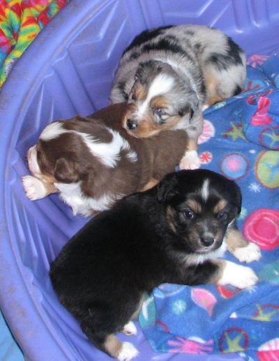 Cindi × Mel litter