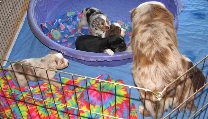 Cindi × Mel litter