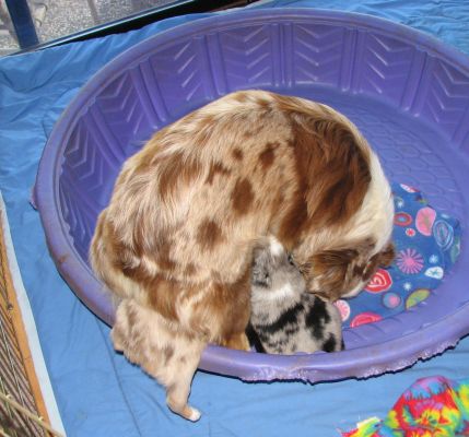 Cindi × Mel litter