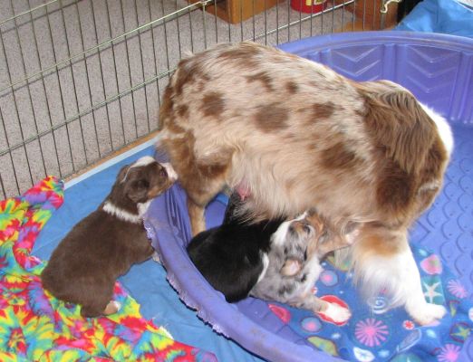 Cindi × Mel litter