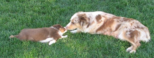 Cindi × Mel litter