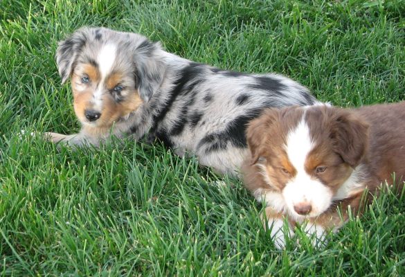 Cindi × Mel litter