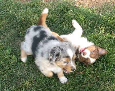 Cindi × Mel litter