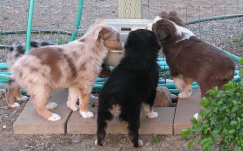 Cindi × Mel litter
