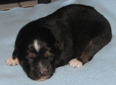 Bear