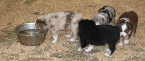 Cindi × Mel litter
