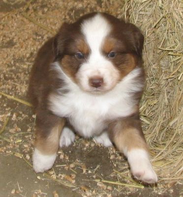 Rudy