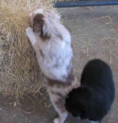 Rascal