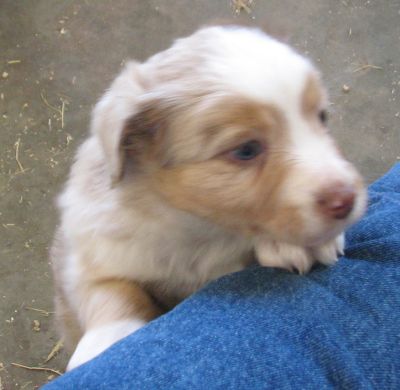 Rascal