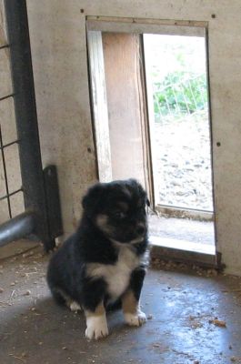 Cindi × Mel litter