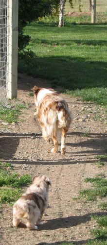 Rascal