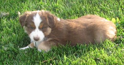 Rudy