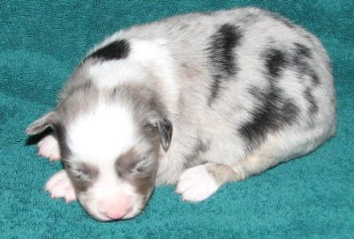 Pepper