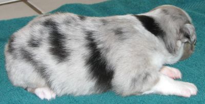 Pepper