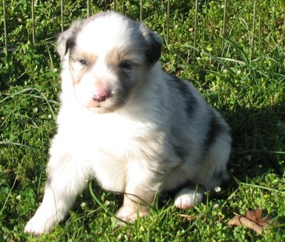 Pepper