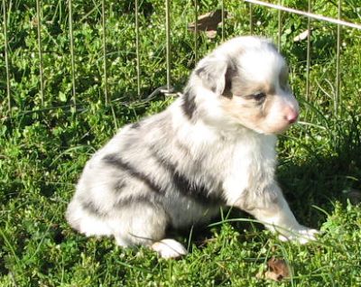 Pepper