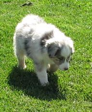 Pepper