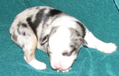 Blue Merle Female