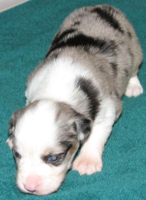 Blue Merle Female