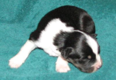 Snoopy