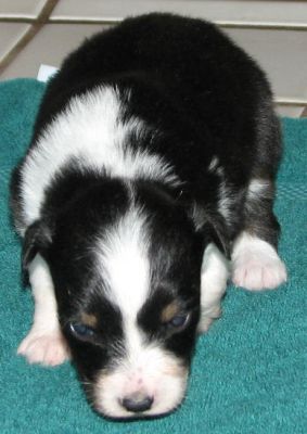 Snoopy