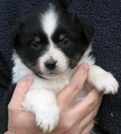 Snoopy