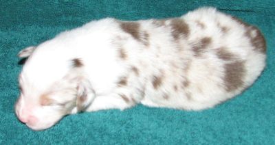 Snowball