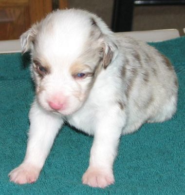 Snowball