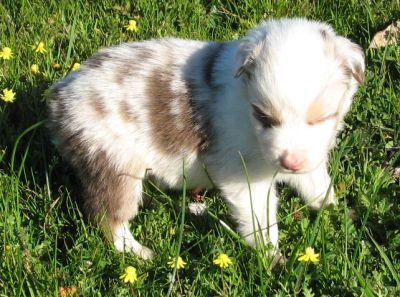 Snowball
