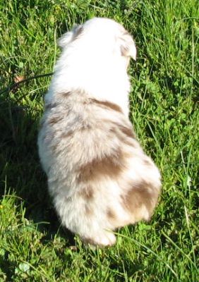 Snowball