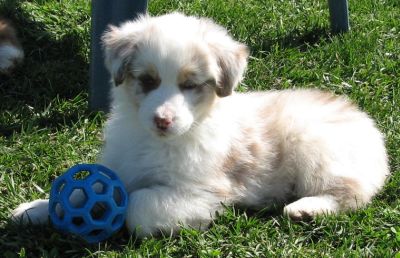 Snowball