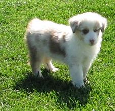 Snowball