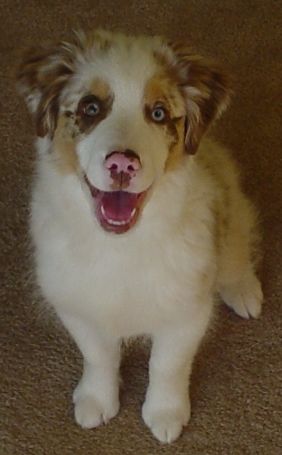 Snowball