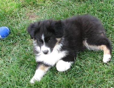 Sparky