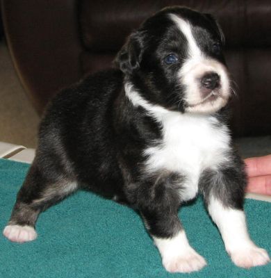 Sparky