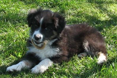 Sparky