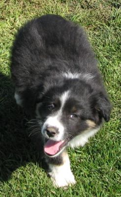 Sparky