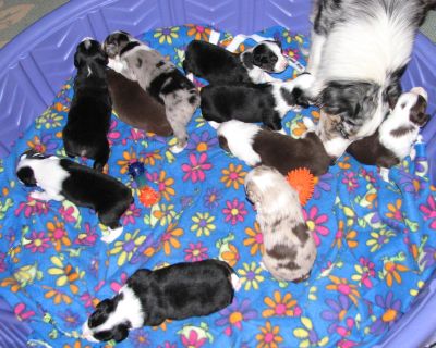 Cassie × Max litter