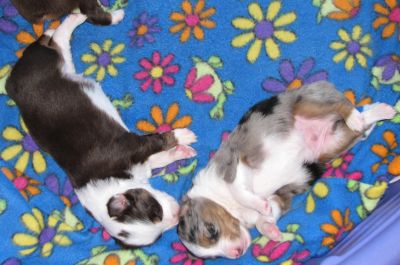 Cassie × Max litter